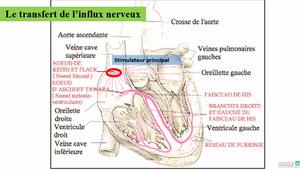 L'appareil cardiovasculaire (vidéo 2)