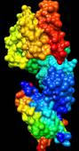 Huge conformational changes in Rap proteins