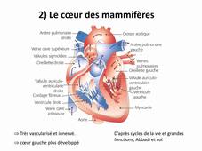M1PE cours circulation-ventilation