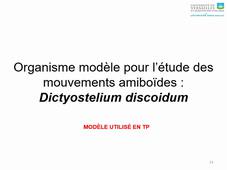 Partie 3 Cours Chimiotactisme