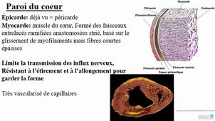 Cardiovasculaire Partie 1