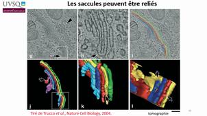 RE2b S Bouleau