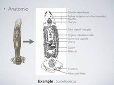 Paraistes de poisson  : plathelminthes