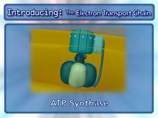 Electron transport chain