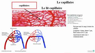 L'appareil cardiovasculaire (vidéo 3)