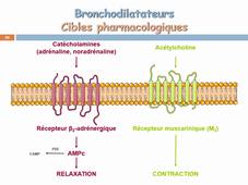 UE 2.11 Bronchodilatateurs - sonorisé 2023