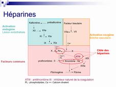 UE 2.11 - S1 -  Les antithrombotiques : anticoagulants & antiagrégants - A.KNAPP