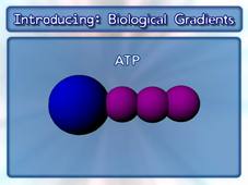 Gradients ATP synthase