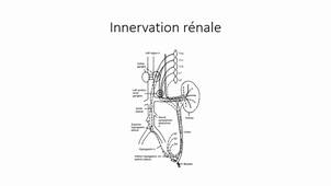 2.8 Anatomie et physiologie de l'arbre urinaire