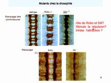 Cours motilité Chap3