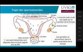 UE 2 Histo-embryologie Pr Marine POULAIN (10.02.2026)