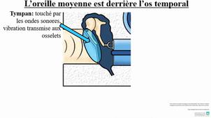 Organe des sens : L'oreille, l'ouïe