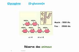 Biochimie : Glucides lipides Krebs énergétique