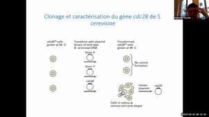 UE 2 - Histo-embryologie - 30 septembre- François Vialard, Marine Poulain, Edoardo Malfatti, Florence Boitrelle