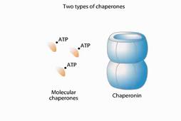 Charepone Assisted Protein Folding