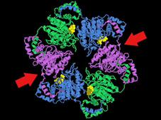 helicase