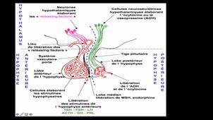 MYBIS 105 Cours UE Physiopathologie de la reproduction L BUSSIERES du 19 février 9h