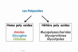 Glucies, lipides, Krebs, énergetique