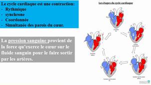 L'appareil cardiovasculaire (vidéo 1)