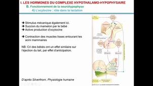 LSBI338 - CM9 Endocrinologie (4e partie)