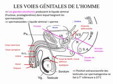 cours M2 Biologie Reproduction