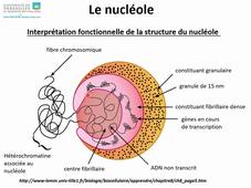 Cours 3 Partie 5 mitose nucleole cancer