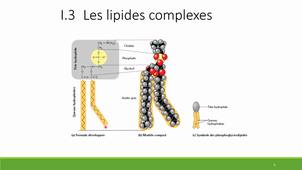 Cours lipides_3