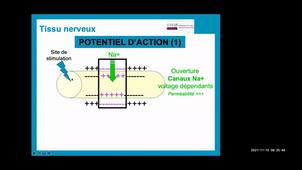 UE 2.1 S1 Les tissus (partie 2)