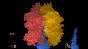 Molecular animation of atp synthase