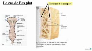 Locomotion partie 1