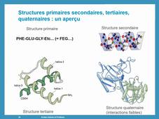 UE 1 Biochimie (25-26) : Acides aminés et protéines